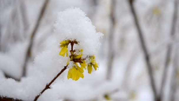 Żółte kwiaty na krzaku pokryte warstwą śniegu w wiosennym zbliżeniu. — Wideo stockowe