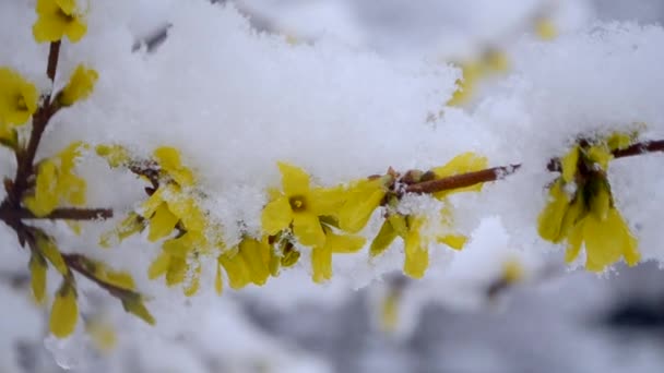 Flores amarelas em um arbusto coberto de uma camada de neve na primavera close-up. — Vídeo de Stock