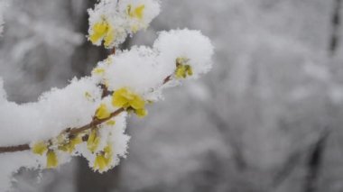 İlkbaharda karla kaplanmış çalıların üzerindeki sarı çiçekler..