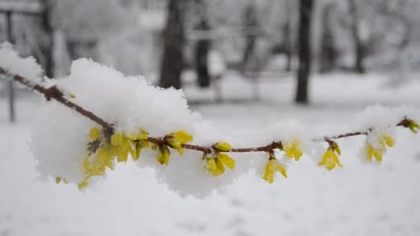 Flores amarelas no arbusto coberto com camada de neve na primavera durante a queda de neve — Vídeo de Stock