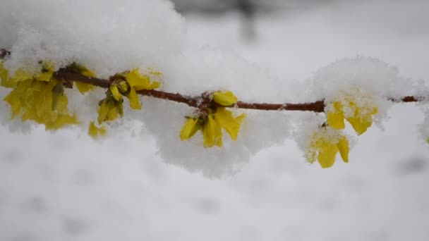 Gele bloemen op struik bedekt met laag sneeuw in het voorjaar tijdens de sneeuwval — Stockvideo