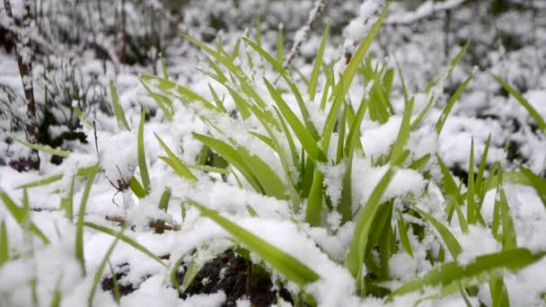 Groen gras bedekt met laag sneeuw in het voorjaar tijdens sneeuwval close-up. — Stockvideo