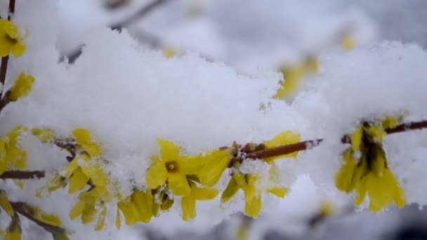 春の終わりに雪の層で覆われた茂みの上の黄色の花. — ストック動画