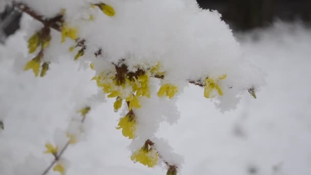 春の終わりに雪の層で覆われた茂みの上の黄色の花. — ストック動画