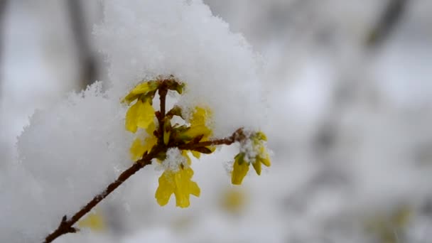 Gelbe Blumen an einem Strauch, der im Frühling mit einer Schneeschicht bedeckt ist, Nahaufnahme. — Stockvideo