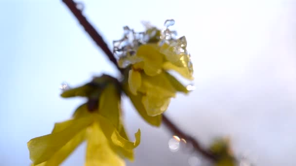 Keltaiset kukat pensas peitetty lumikerroksella — kuvapankkivideo