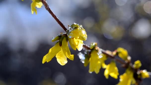 Żółte kwiaty na krzewie pokryte warstwą śniegu — Wideo stockowe
