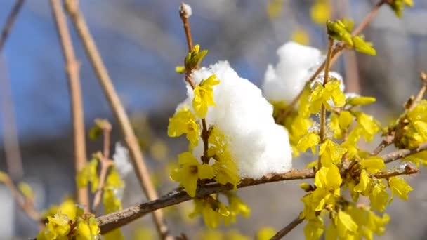 Flores amarillas en el arbusto cubiertas con capa de nieve — Vídeos de Stock