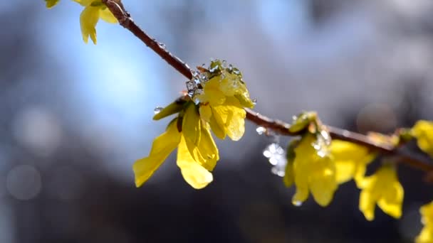 Flores amarillas en el arbusto cubiertas con capa de nieve — Vídeos de Stock