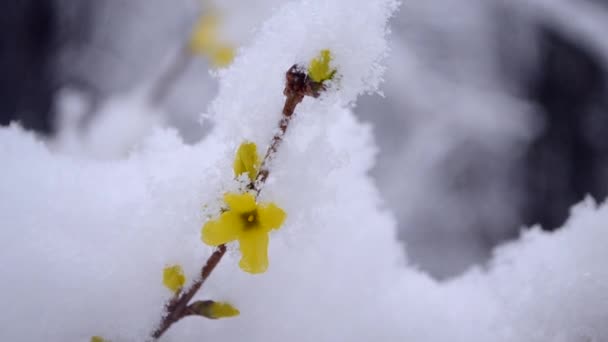 Fleurs jaunes sur un buisson recouvert d'une couche de neige au printemps gros plan.