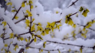 İlkbaharda karla kaplı çalılıklarda sarı çiçekler