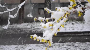 İlkbaharda karla kaplı çalılıklarda sarı çiçekler
