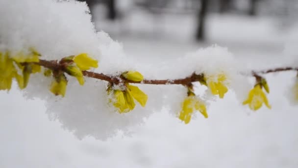 Flores amarillas en el arbusto cubiertas con capa de nieve en primavera durante las nevadas — Vídeos de Stock