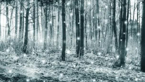 Ялина сосни дерева в магічному лісі зима з падаючим снігом сонячний день . — стокове відео