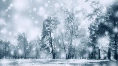 Güneşli bir günde kış parkı. Soğuk bir günde karlı ağaçlar.