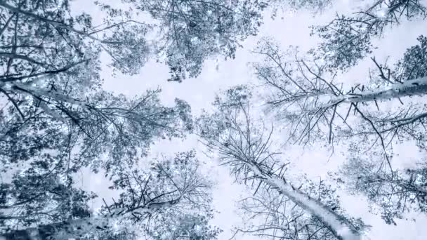 Kiefernfichte im Zauberwald Winter mit fallendem Schneefall. — Stockvideo