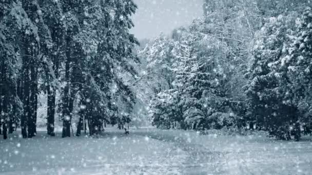 Високі дерева і стежка в парку з падаючим снігом, синім кольором . — стокове відео