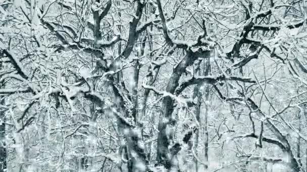 Enroulement Twisting branches et troncs d'arbres recouverts de neige. — Video