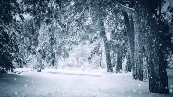 Snötäckta träd planterar skog i vinterfilter, effekt. Naturlig vinter — Stockvideo