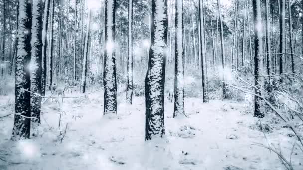 Kiefernfichte im Zauberwald Winter mit fallendem Schneefall. — Stockvideo