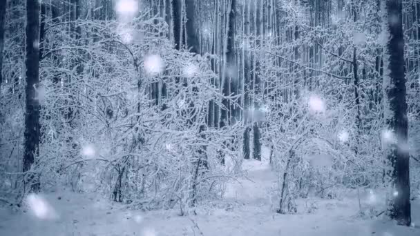 Fa fenyő fenyő fenyő mágikus erdő tél alá hó esik. — Stock videók