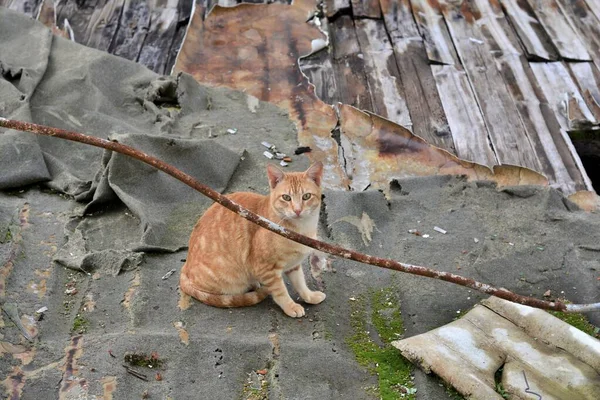 A Cat in a house in ruins