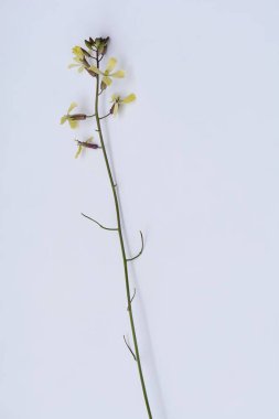 Vahşi bir bitkinin Macro 'su