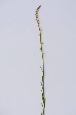 Vahşi bir bitkinin yakınında.