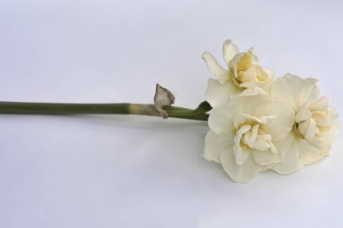 Bir çiçeğe yaklaş.