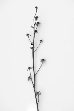 Kuru bir dalı kapat