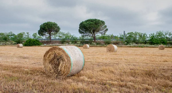 Colheita Fardos Redondos Paisagem Campo Dourado Sul Sardenha — Fotografia de Stock