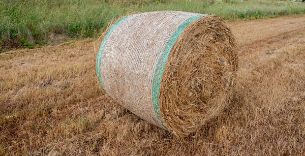 Rundballen Bei Der Ernte Einer Goldenen Feldlandschaft Süden Sardiniens — Stockfoto