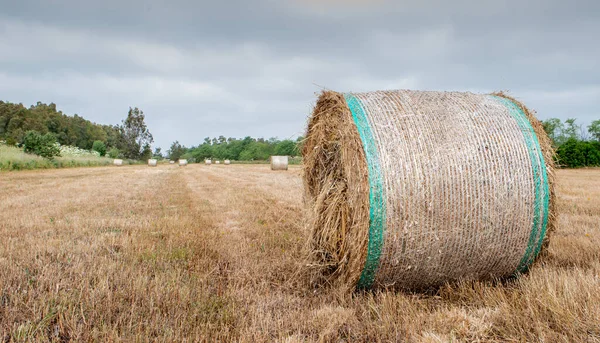 Rundbalar Som Skördas Gyllene Åkermark Södra Sardinien — Stockfoto