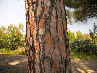 Asırlık deniz çam ağacının kabuğunun ayrıntıları