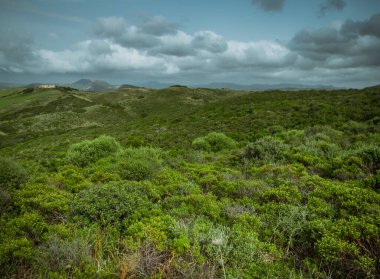 Akdeniz maskeleri baharda çiçek açıyor