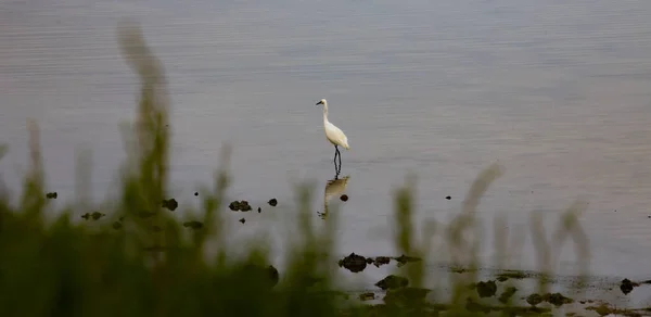 White Heron Walking Pond Looking Food — Stock Photo, Image