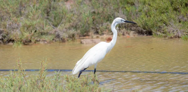 White Heron Walking Pond Looking Food — Stock Photo, Image