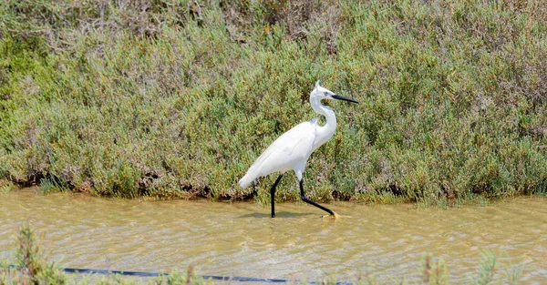White Heron Walking Pond Looking Food — Stock Photo, Image