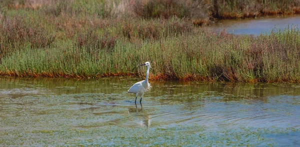 White Heron Walking Pond Looking Food — Stock Photo, Image