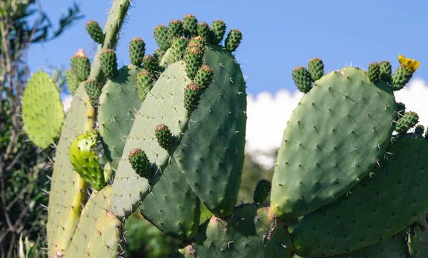 Fichi India Fiore Giardino Nel Sud Ovest Della Sardina — Foto Stock