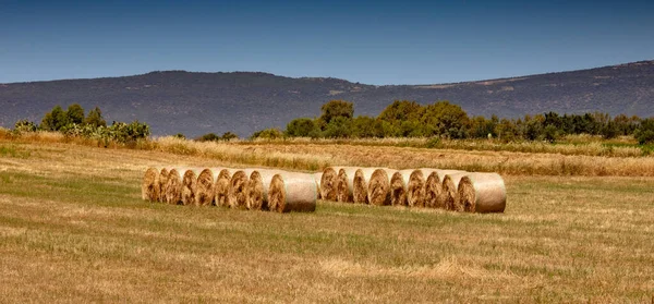 Hay Bail Harvesting Golden Field Landscape South Sardinia — Stock Photo, Image