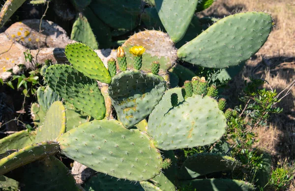 Prickly Pear Plant Bloom Garden South West Sardinia — Stock Photo, Image