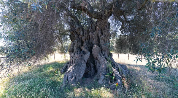 世俗的なオリーブの木 南サルデーニャの大きな庭にある千年紀のオリーブの木の幹の詳細 — ストック写真