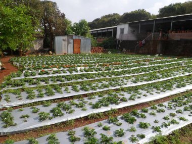 Mahabaleshwar-Maharasthra-Hindistan 'daki genç çilek çiftliği.