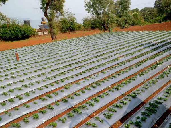 Granja Fresas Jóvenes Mahabaleshwar Maharasthra India — Foto de Stock