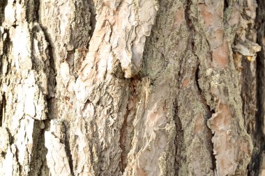 Arka plan ve doku odunsu kabuk yakın çekim