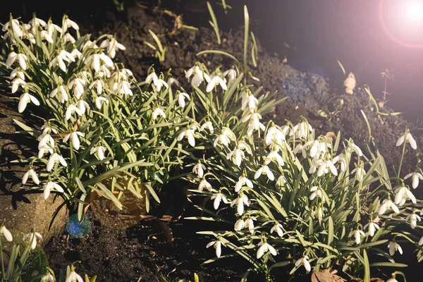 As primeiras flores de primavera na terra. A primavera chegou, o efeito solar — Fotografia de Stock