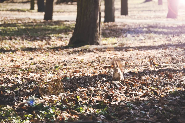 Veverka v parku mezi stromy, pózování pro fotografa. Svět zvířat, sluneční účinek. — Stock fotografie