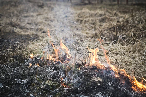 Verbrennendes Wiesengras — Stockfoto