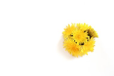 Karahindiba izole beyaz arka plan, boşaltmak, Bahar soyut